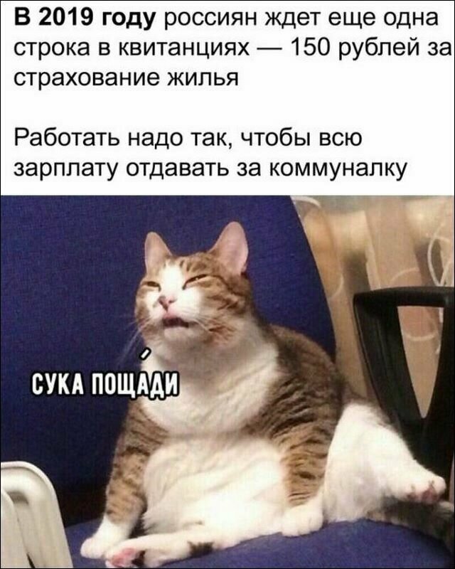 Смешные и забавные картинки