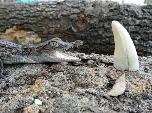 4. Новорожденный крокодильчик рядом с зубом взрослого сородича