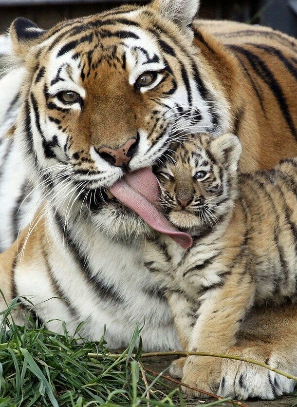 Малыши и мамы из мира животных