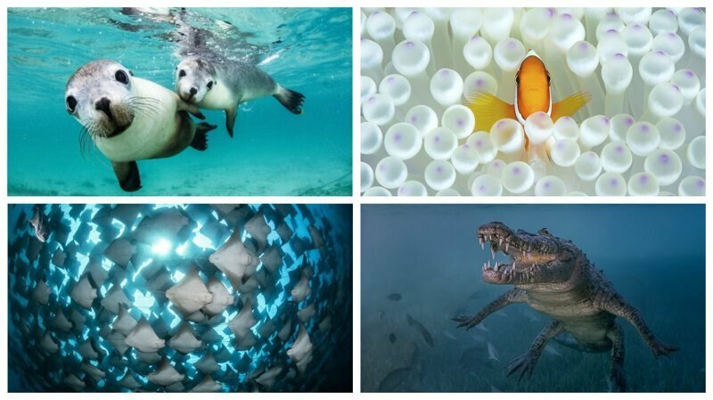 Победители конкурса подводной фотографии Ocean Art 2018