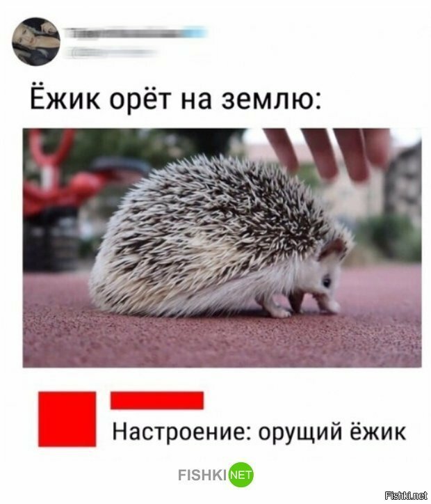 Настроение : орущий ёжик