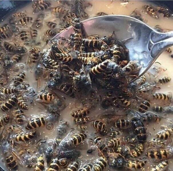 Пестрый мир насекомых