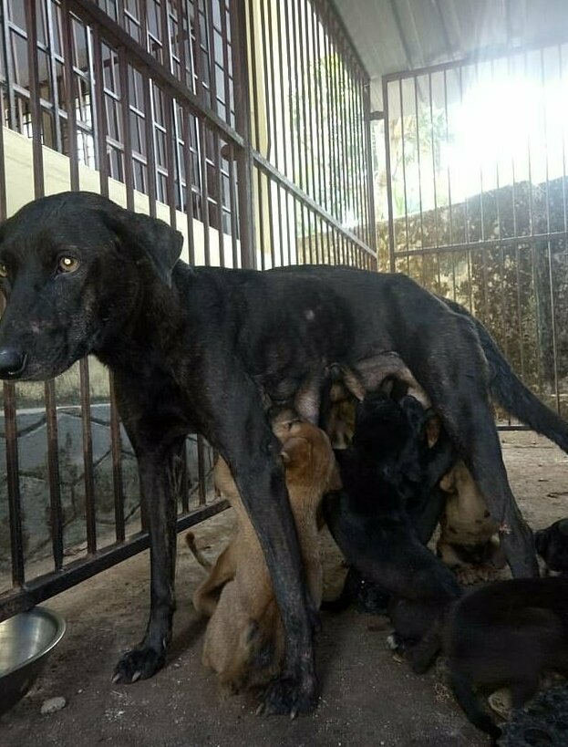 Индийские волонтеры спасли восемь щенков, облитых гудроном
