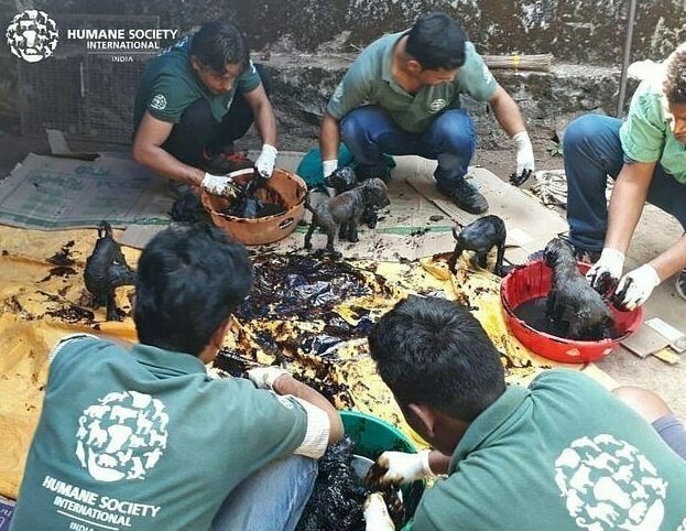 Индийские волонтеры спасли восемь щенков, облитых гудроном