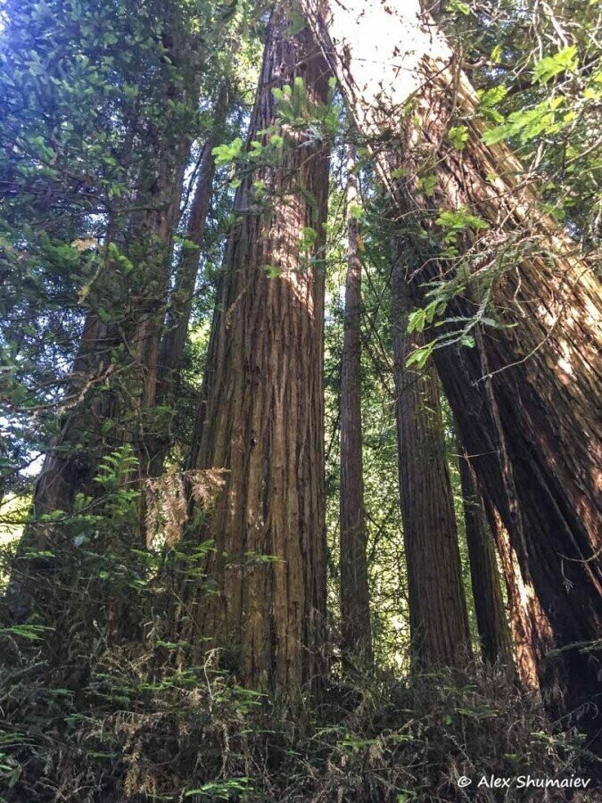 Muir Woods - сказка около Сан-Франциско