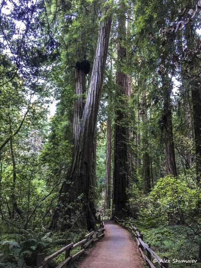 Muir Woods - сказка около Сан-Франциско