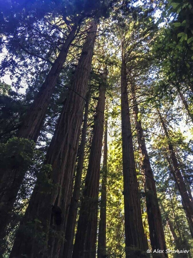 Muir Woods - сказка около Сан-Франциско