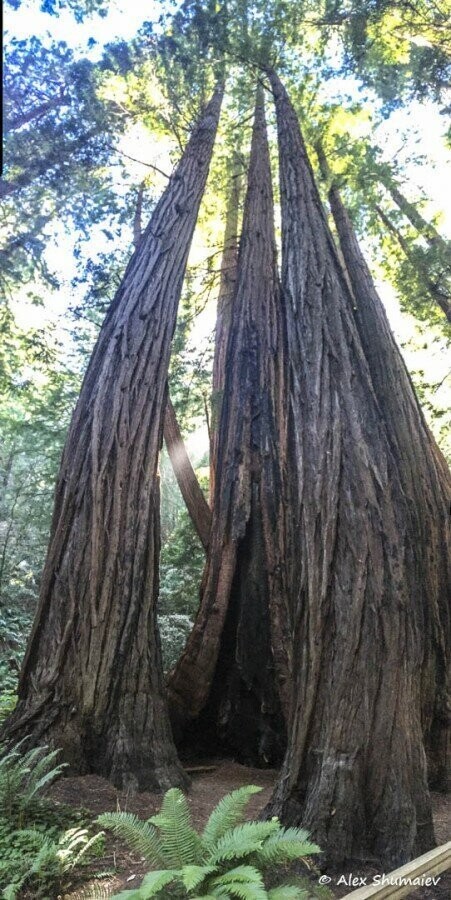 Muir Woods - сказка около Сан-Франциско