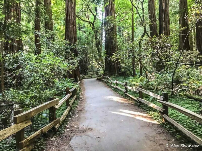 Muir Woods - сказка около Сан-Франциско