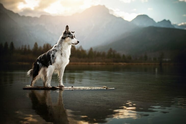 Замечательные собаки от австрийского фотографа Рии Путцкер!
