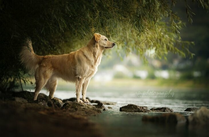Замечательные собаки от австрийского фотографа Рии Путцкер!