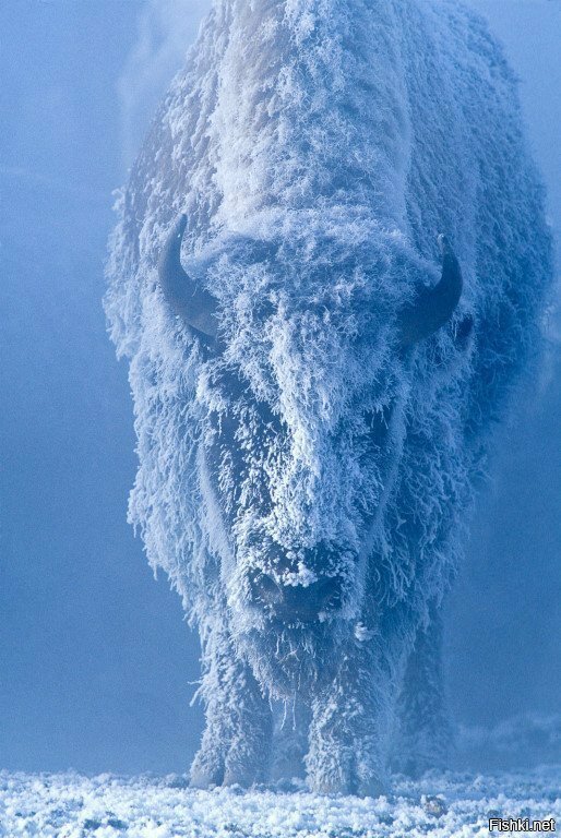 Фото самки буйвола в мороз выглядит очень сильно