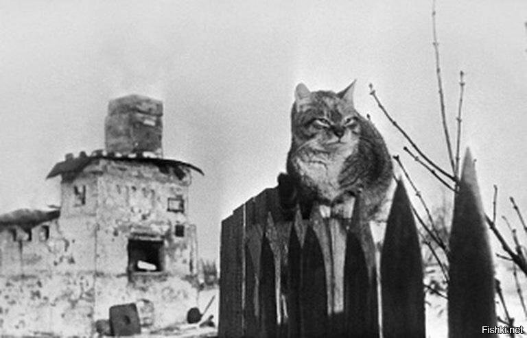 Печальное фото кота времен Второй Мировой