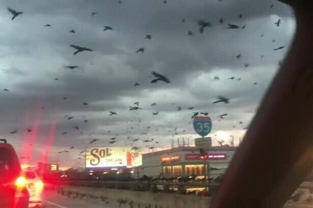 Видео: "птичий апокалипсис" в Техасе