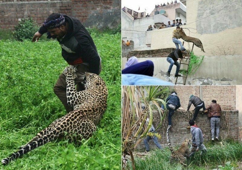 Леопард шесть часов держал в страхе жителей индийского города