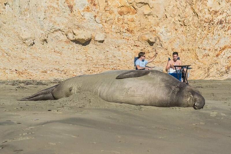 Морские слоны захватили пляж в Калифорнии