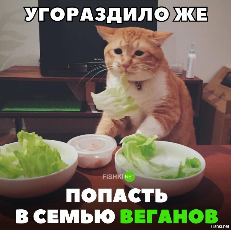 Бедный кот