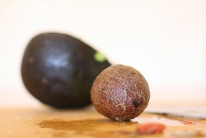 Компания собирает семена авокадо у компаний, которые занимаются обработкой этого плода, производя гуакамоле или масла