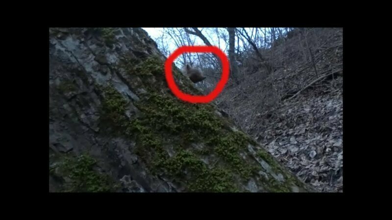 Странное существо напугало туриста в лесу 