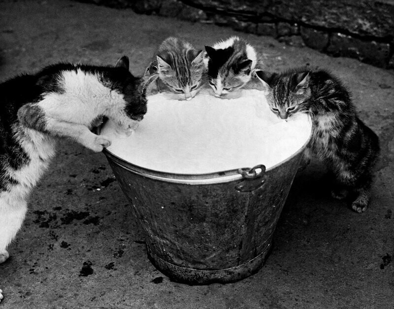Пьющие коты