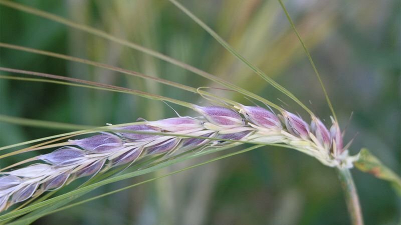 Выведен новый сорт фиолетовой пшеницы