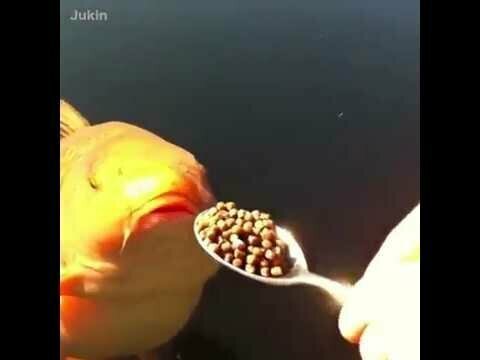 Забавные рыбки 