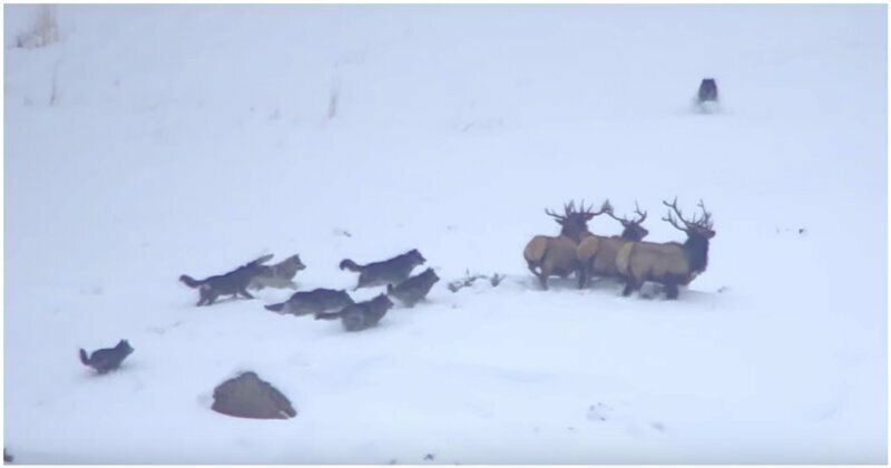 Турист запечатлел драматичную сцену охоты стаи волков на оленей