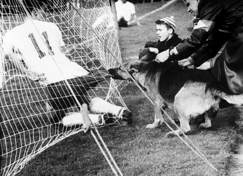 Полицейская собака во время матча в Кельне (Германия) не очень довольна футболистами, 1959 год