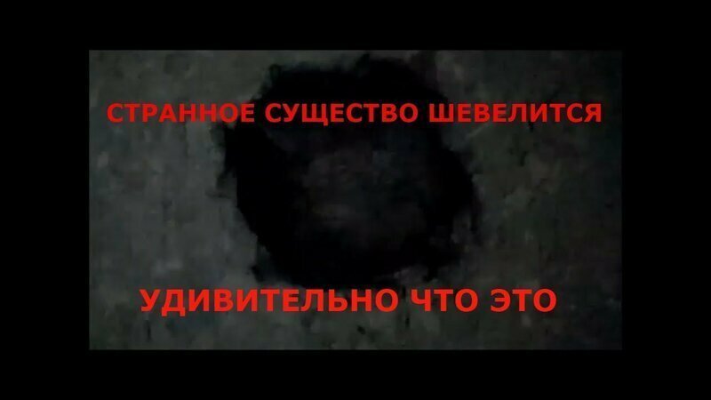 Странное существо шевелится. удивительно что это 