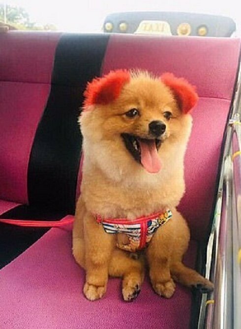 В результате посещения парикмахерской собака осталась без уха