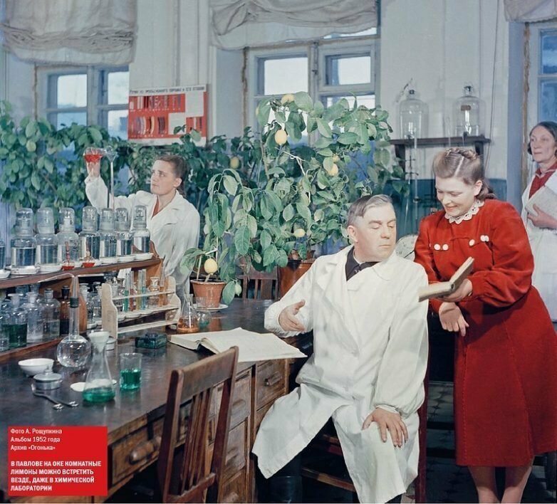 Комнатные лимоны в химической лаборатории, город Павлов на Оке, 1952 год: