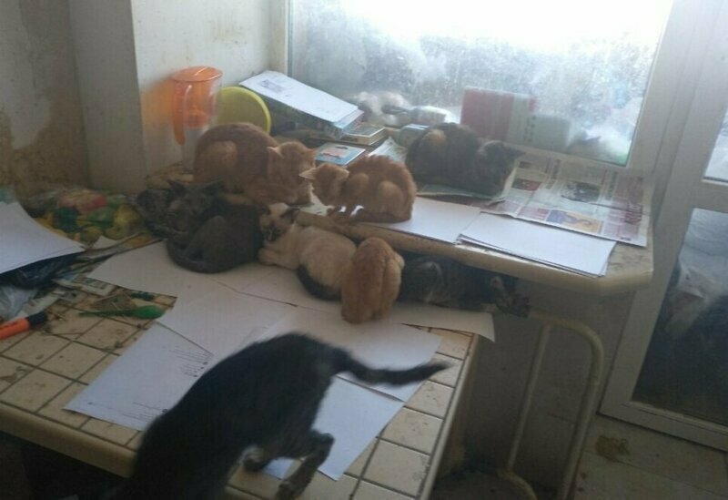 Тюменские приставы вызволили девочку из заточения в компании 30 больных кошек
