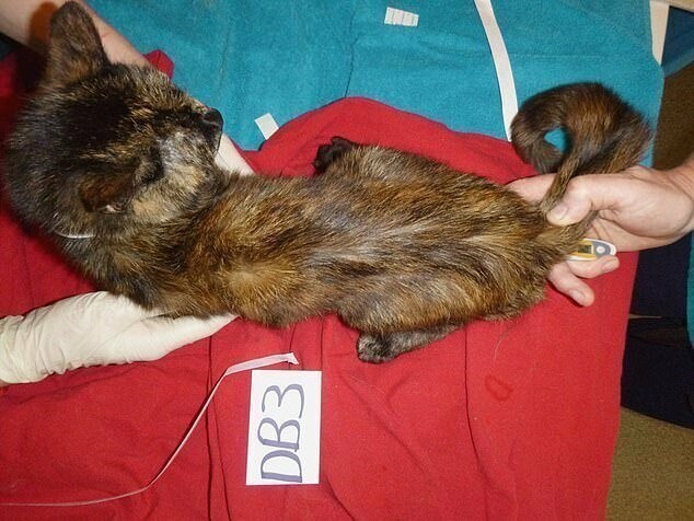 Британскую кошатницу отправили в тюрьму и пожизненно запретили ей держать животных после увиденного