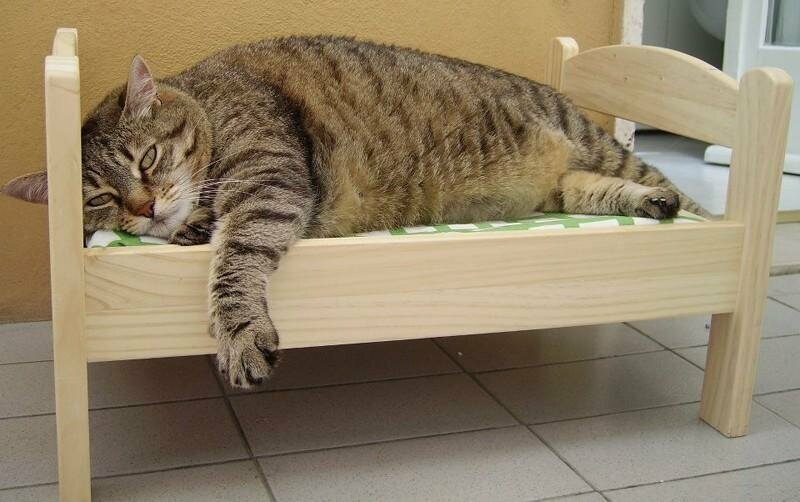 9. Ночью кошка спит в ногах и не перетягивает на себя все одеяло.