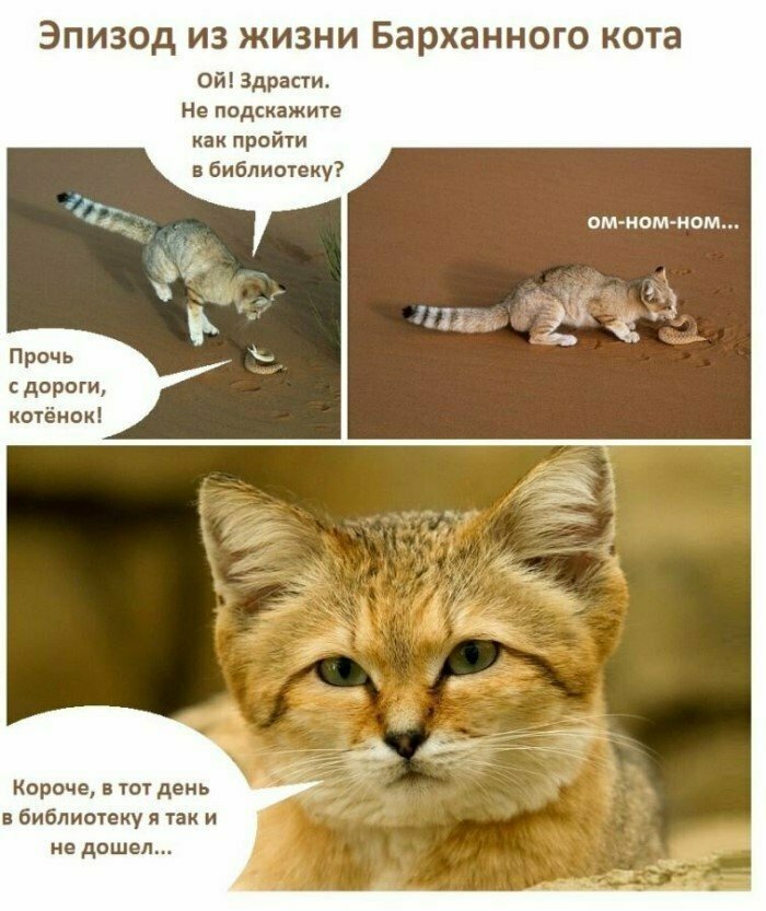 Барханный кот: Самый мелкий вид кошек