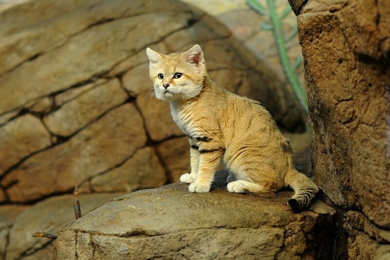 Барханный кот: Самый мелкий вид кошек