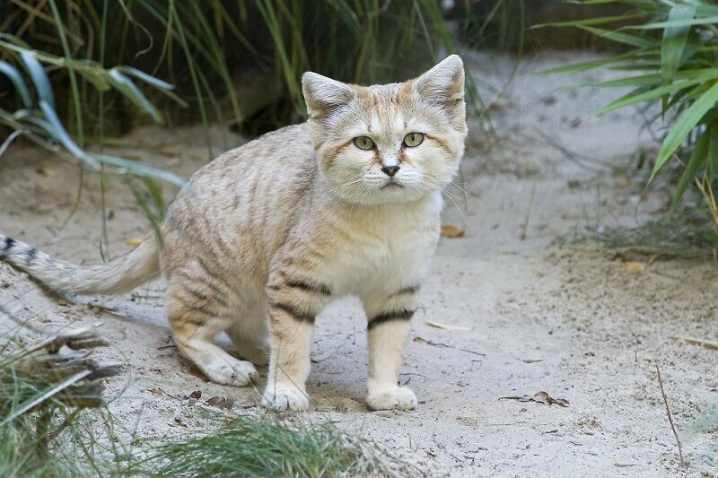 Барханный кот: Самый мелкий вид кошек