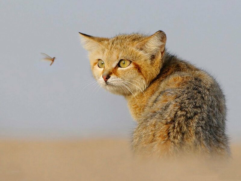 Барханный кот: Самый мелкий вид кошек