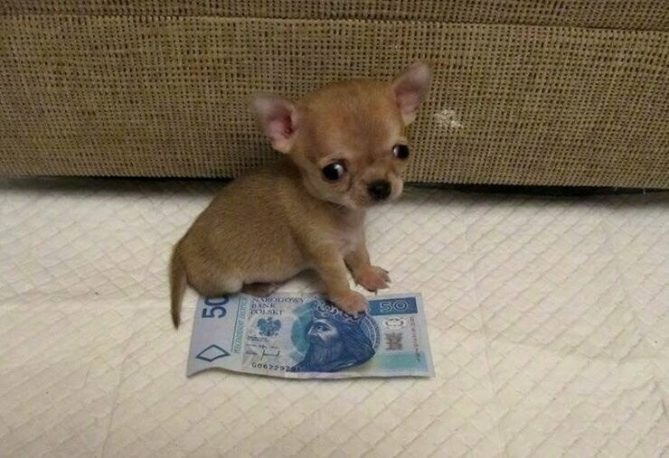Туди — самая маленькая собака в мире?