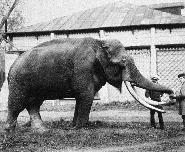 По улицам слона водили: удивительная история Московского зоопарка