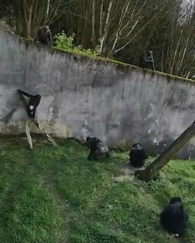 Шимпанзе сбежали из вольера зоопарка, соорудив лестницу из палок
