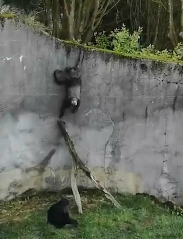 Смышленые шимпанзе использовали ветки поваленного дерева в качестве лестницы, чтобы сбежать из своего вольера в зоопарке Белфаста