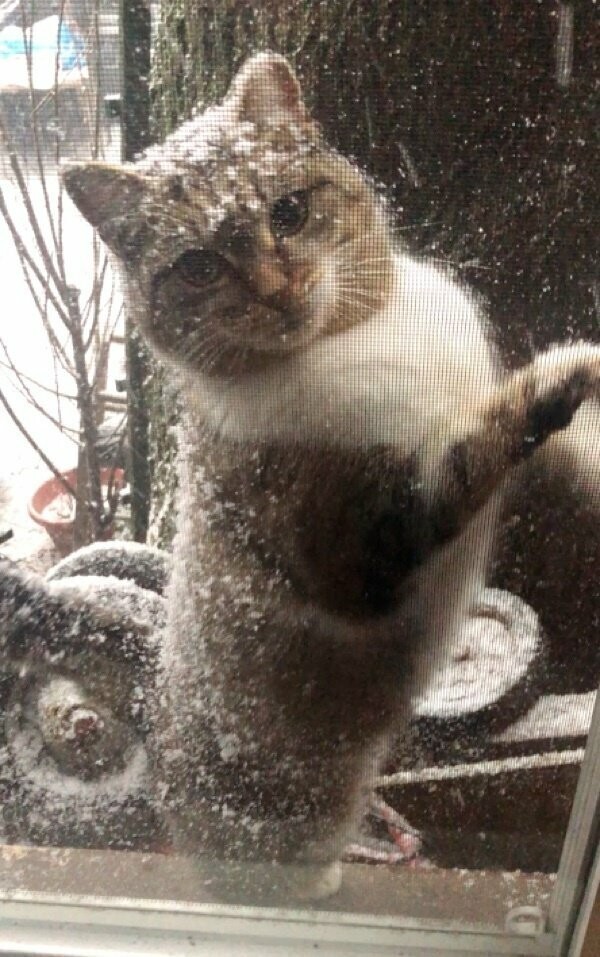 Выглянув в окно, девушка увидела замерзшую кошку с тремя котятами