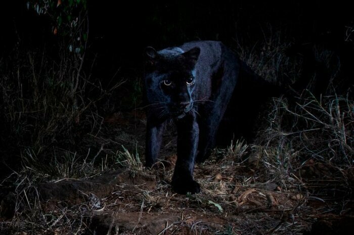 Очень редкого черного леопарда впервые за 100 лет сфотографировали в Африке