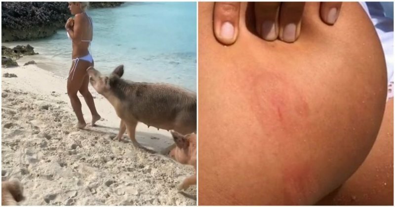 На Багамах дикая свинья укусила за ягодицу известную фитнес-модель