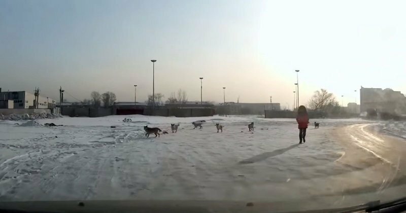 В Новокузнецке водитель спас девочку от агрессивных бродячих собак