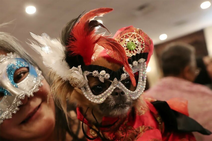 Удивительный карнавал: фотографии с показа мод для домашних животных
