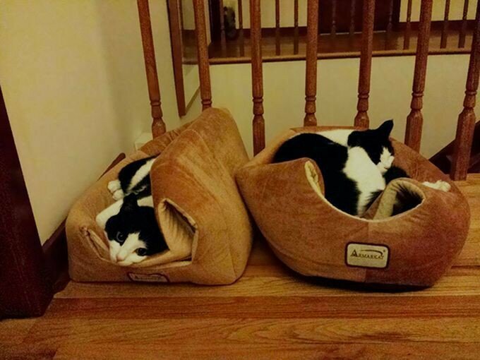 Эти двое почти поняли, как правильно использовать кошачью кровать.