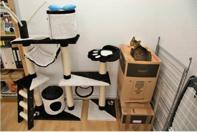 Прежде чем покупать коту дорогую кошачью мебель, подумайте еще раз: может у вас завалялась пара ненужных коробок?