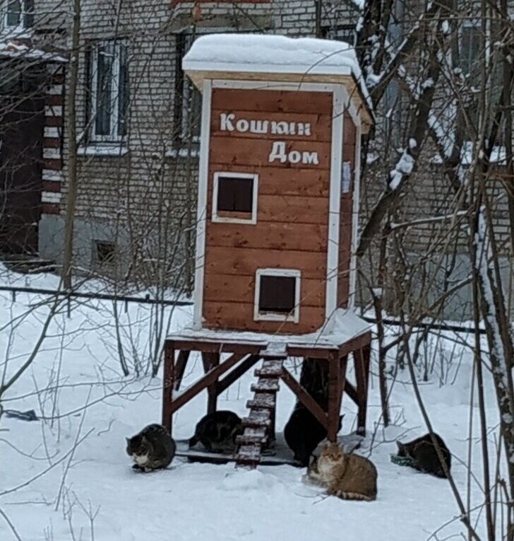 Парень построил потрясающий домик для бездомных кошек, чтобы они могли согреться зимой